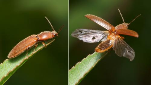 Réf. 256 056 : Athous sp.